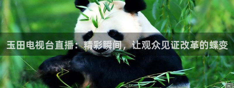 nba直播小九直播在线观看：玉田电视台直播：精彩瞬间，让观众见证改革的蝶变